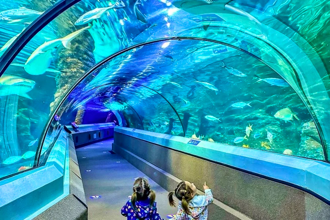 SEA LIFE Sunshine Coast Location